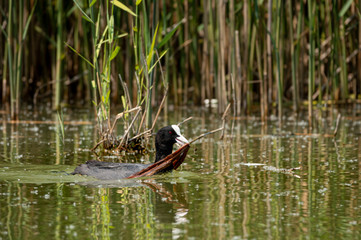 Red-knobbed coot or Fulica cristata building nest in Hungary