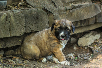 puppy dog dark color (young) pet walks and frolic. Background, copy space