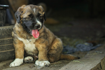 puppy dog dark color (young) pet walks and frolic. Background, copy space
