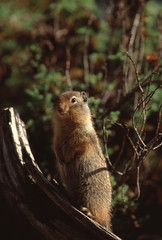 Naklejka na ściany i meble Columbian Ground Squirrel (Urocitellus Columbianus)