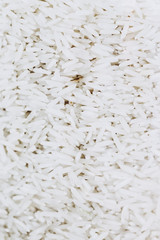 Close up sur des grains de riz