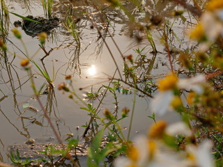 Selective focus of reflection of the sun in a paddy field's water in the hot afternoon in the rural area of Chiang Mai, Thailand