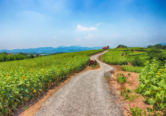 Aerial View of Gangju Sunflower Village, Haman, Gyeongnam, South Korea, Asia