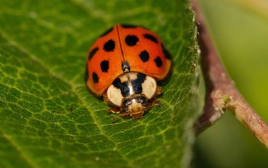 Fototapeta premium macro of adult Harmonia axyridis, harlequin, multicolored Asian, Asian ladybeetle on leaf