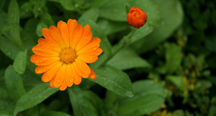 red flower in the garden