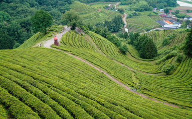 보성 대한다원의 여름 풍경