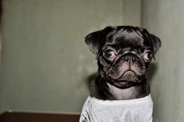 cute picture of pugs