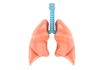 Human lungs anatomy 3d render