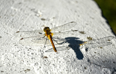 closeup of a dragonfly