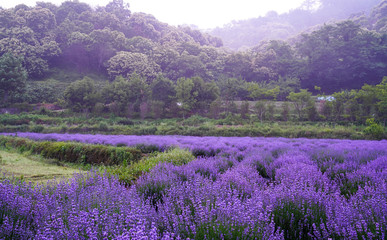 보라색 라벤더 꽃이 만개한 풍경