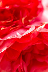 red rose petals as background