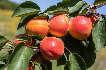 Apricot Branch With Ripe Fruits	
