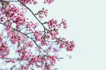 Vintage sakura or cherry blossom