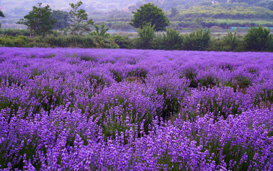 보라색 라벤더 꽃이 만개한 풍경