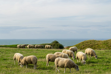 Fototapeta na wymiar Troupeau de moutons dans une prairie au bord de la mer. Cap Blanc Nez