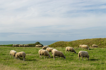 Naklejka na ściany i meble Moutons qui broutent dans une prairie, paysage de mer à l'horizon. Cap Blanc Nez