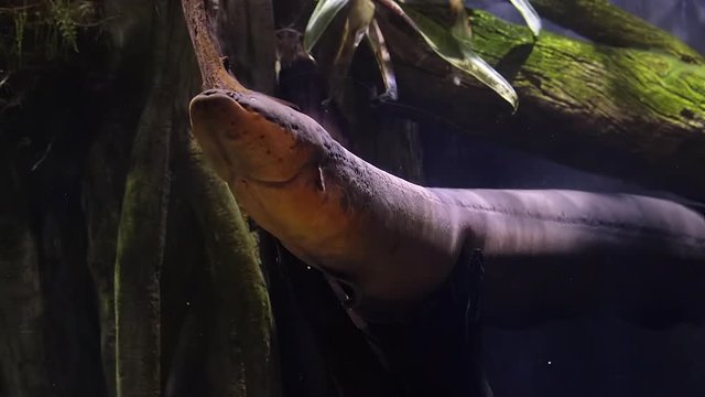 large electric eel going to surface of water