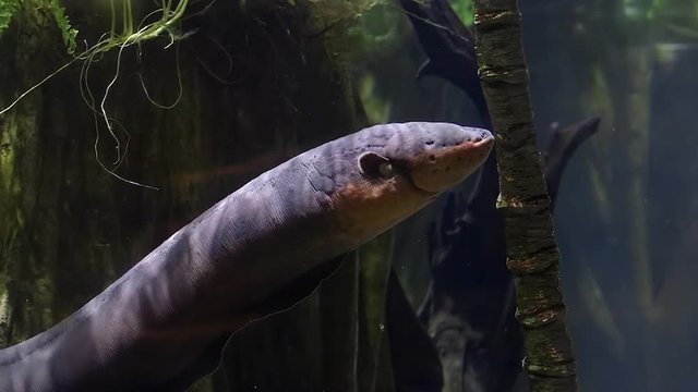 Electric eel moving in the water