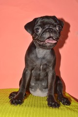 cute picture of pugs