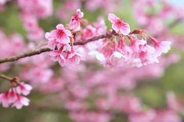 Vintage sakura or cherry blossom