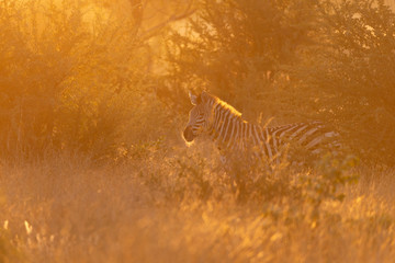 Fototapeta na wymiar a zebra standing in the beautiful light of a african sunrise