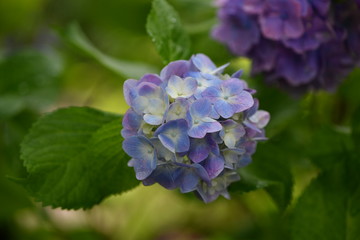 紫陽花