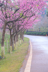 Vintage sakura or cherry blossom