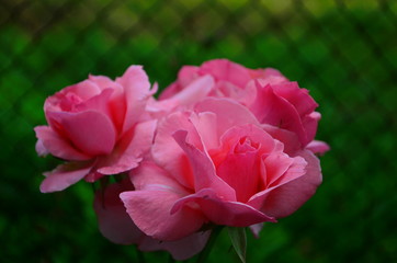 beautiful delicate pink rose in the garden