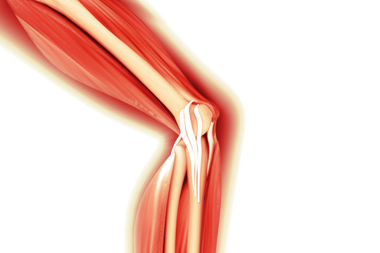 Human leg anatomy, cross section, 3d render