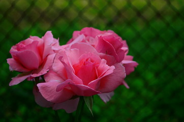 beautiful delicate pink rose in the garden