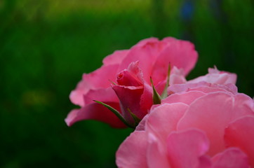 beautiful delicate pink rose in the garden