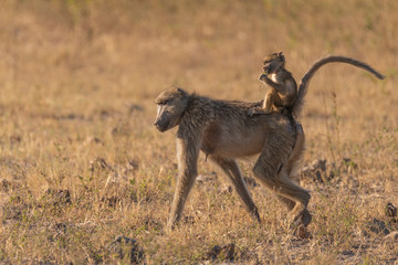 a baboon child riding on the back of her mother 