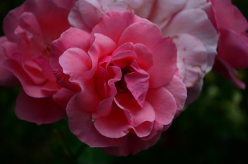 beautiful delicate pink rose in the garden