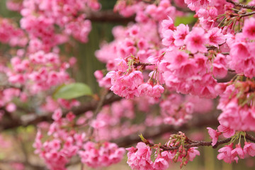 Vintage sakura or cherry blossom