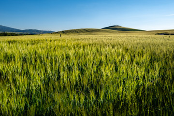 Beautifully illuminated landscape of Tuscany . green hills