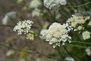 Obraz premium Corky-fruited water-dropwort - Latin name - Oenanthe pimpinelloides