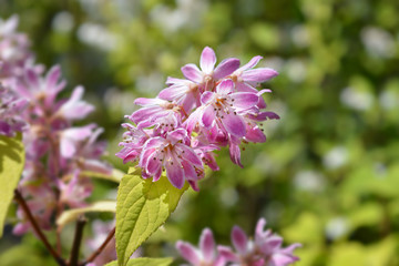 Deutzia Strawberry Fields - Latin name - Deutzia x hybrida Strawberry Fields