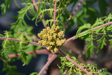 Staghorn sumac flower buds - Latin name - Rhus typhina