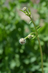 Giant scabious flower buds - Latin name - Cephalaria gigantea