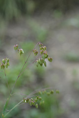 Common quaking grass - Latin name - Briza media