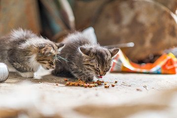 Two homeless kittens eat cat food.
