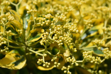 Obraz premium Japanes spindle flower buds - Latin name - Euonymus japonicus
