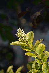 Golden privet white flower buds - Latin name - Ligustrum ovalifolium Aureum