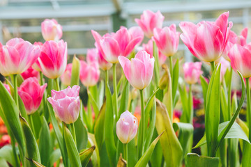 Tulip flowers  in garden nature background