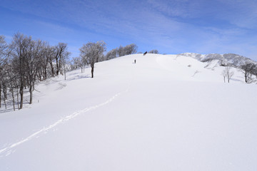 快晴の雪原　霧氷の稜線を行く