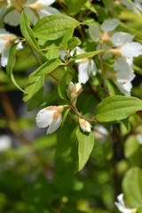 Obraz premium Mock orange Dame Blanche - Latin name - Philadelphus Dame Blanche