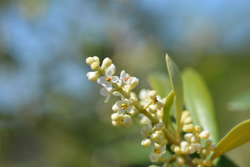Common olive flowers - Latin name - Olea europaea