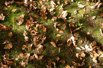 Autumn foliage