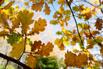 Fototapeta na wymiar Autumn foliage