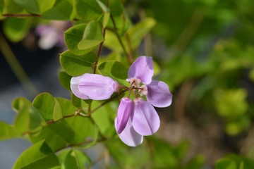 Kirilows Indigo pink flower - Latin name - Indigofera kirilowii